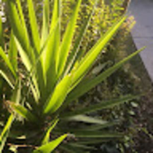 Meet your Posher, Dylan